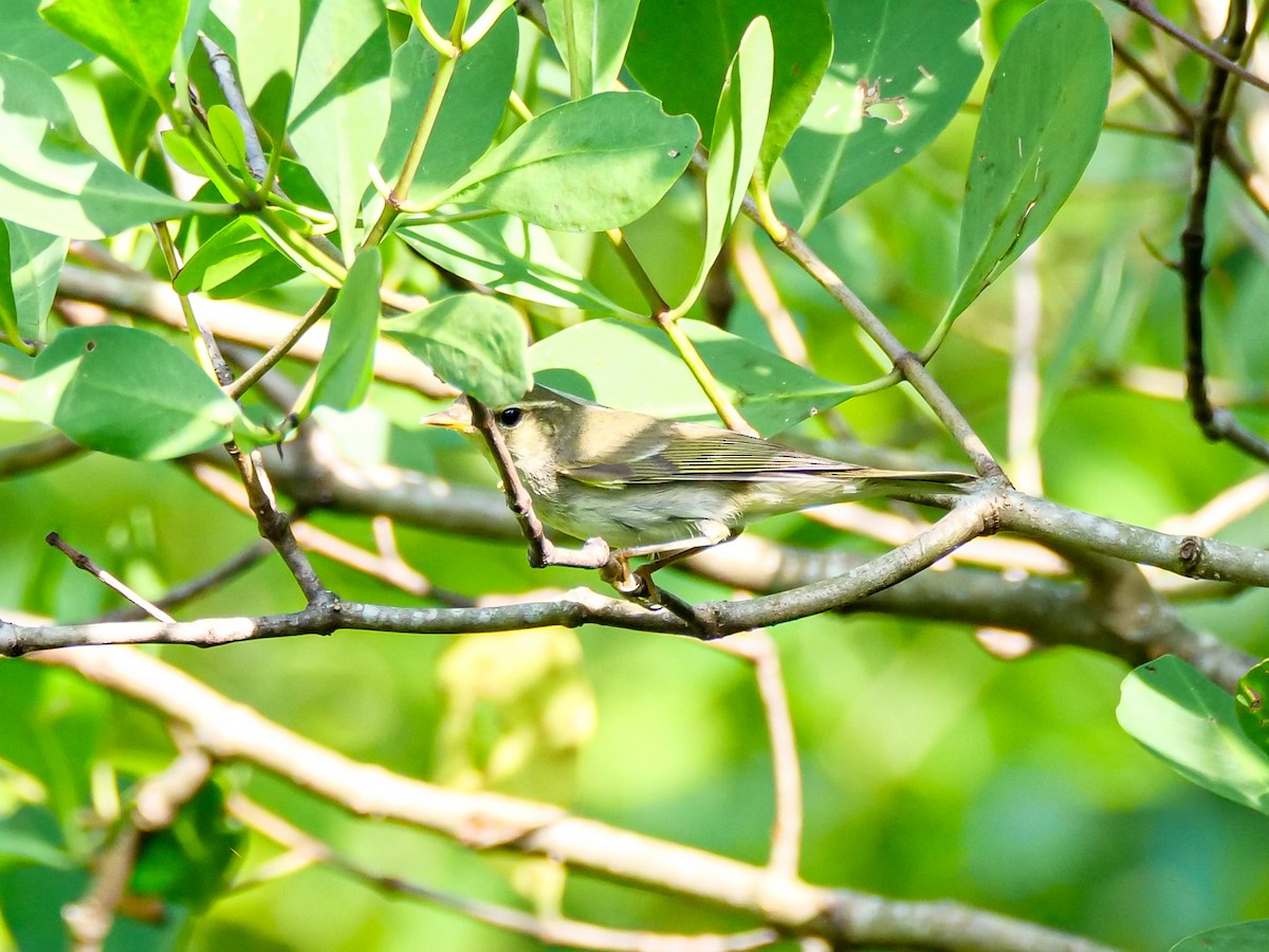 Умардын дууч шувуу - ML646565994