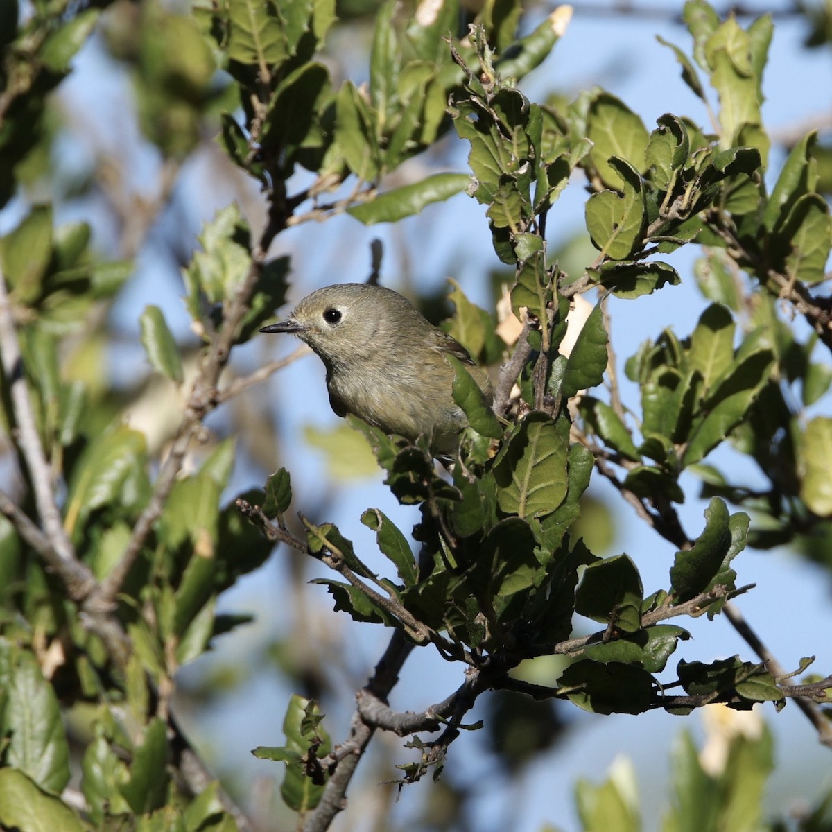 Ruby-crowned Kinglet - ML646565996