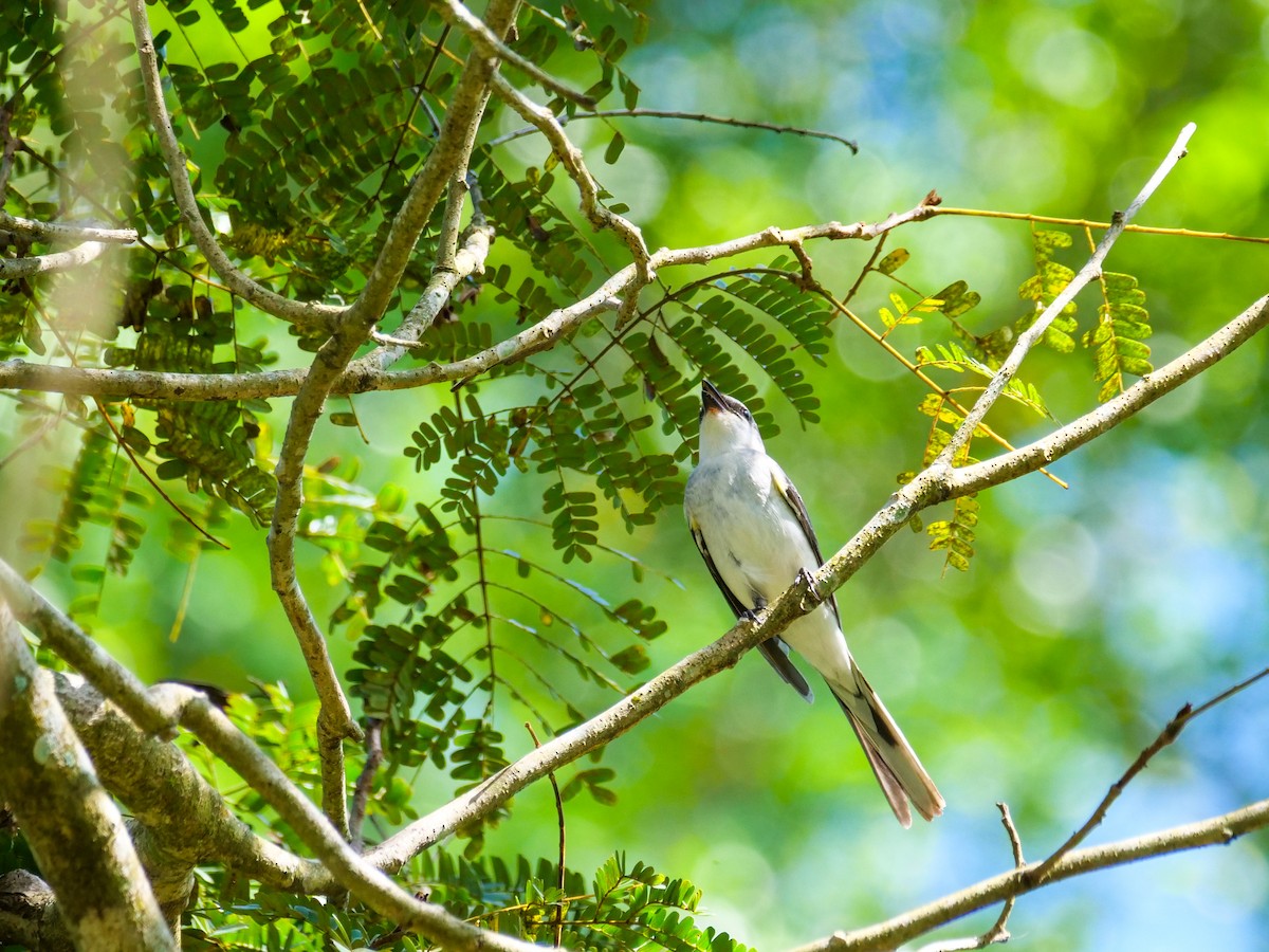 Ashy Minivet - ML646565998