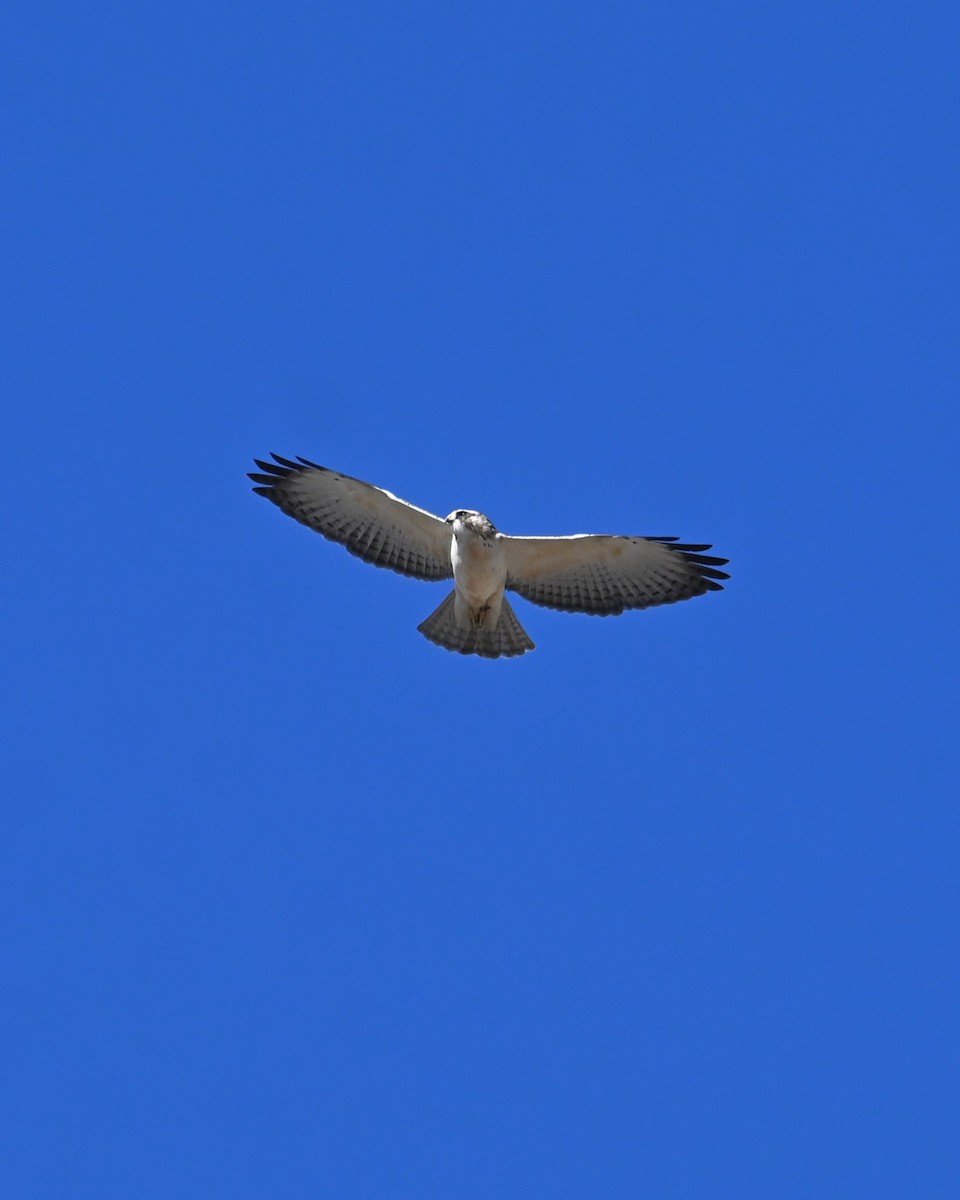 Kısa Kuyruklu Şahin - ML646566001