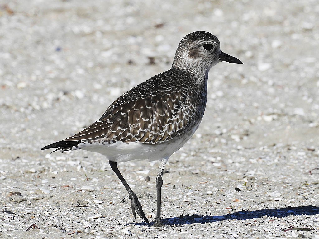 Chorlito Gris - ML646566005