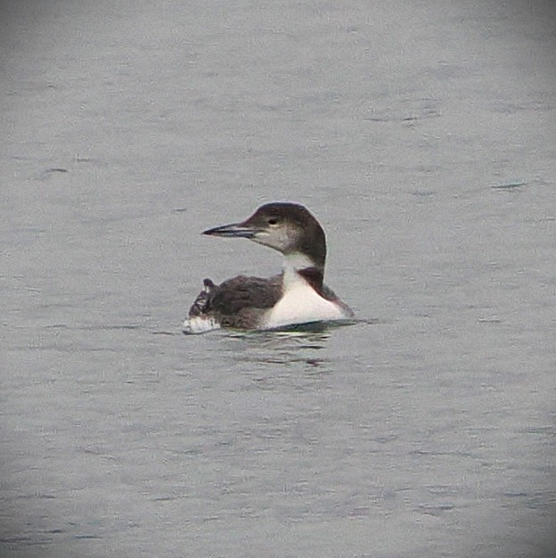 Common Loon - ML646566006