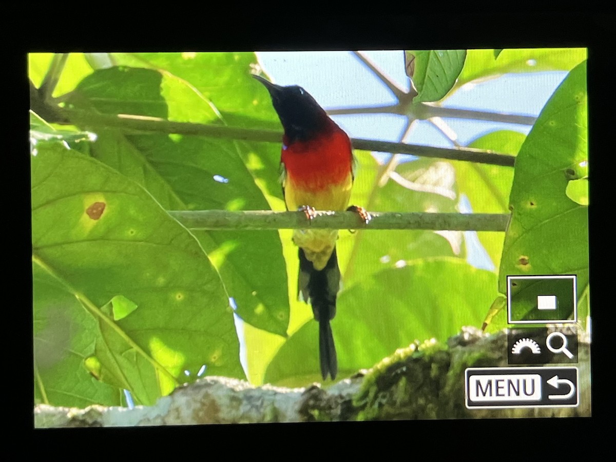 Mrs. Gould's Sunbird (Scarlet-breasted) - ML646566007