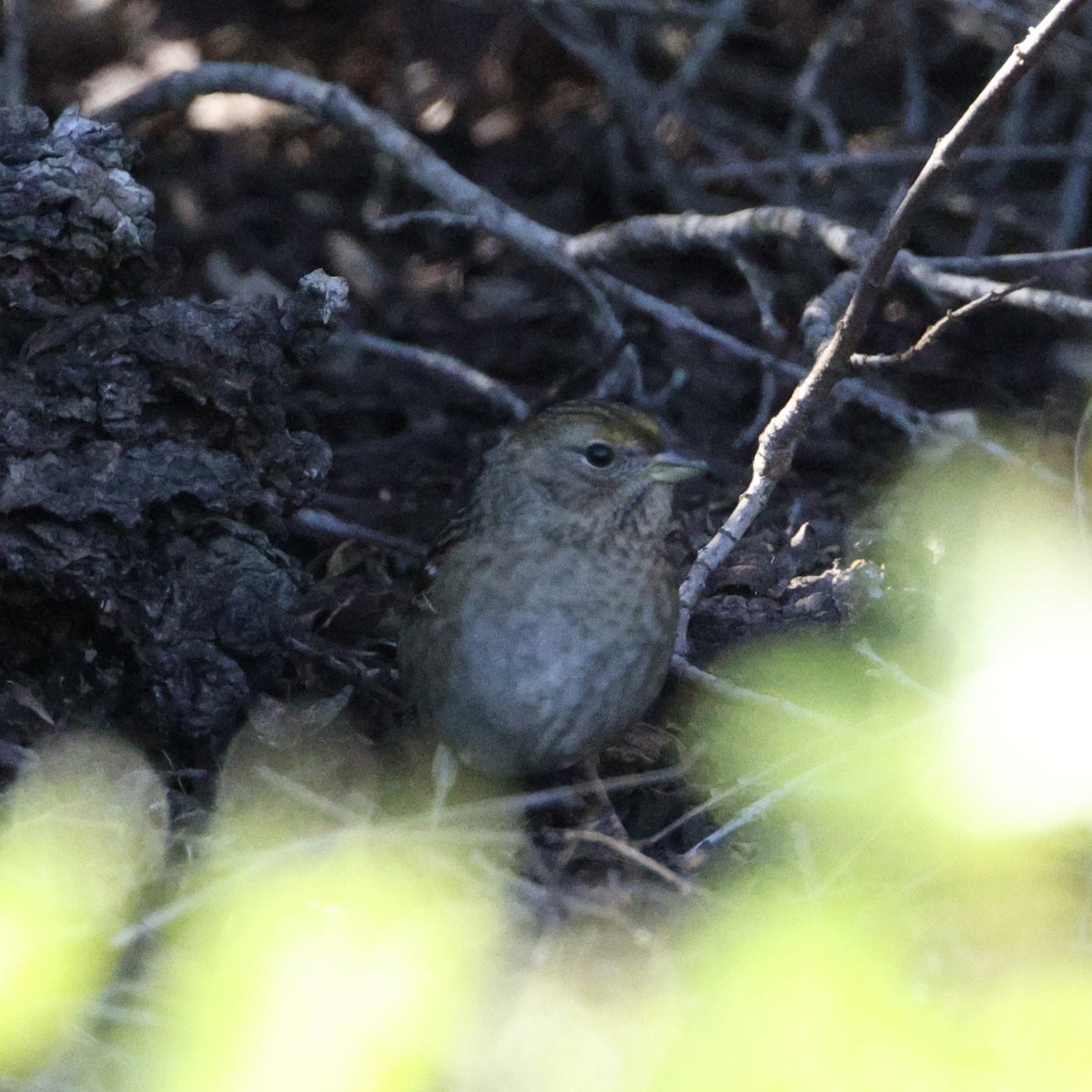 Golden-crowned Sparrow - ML646566008