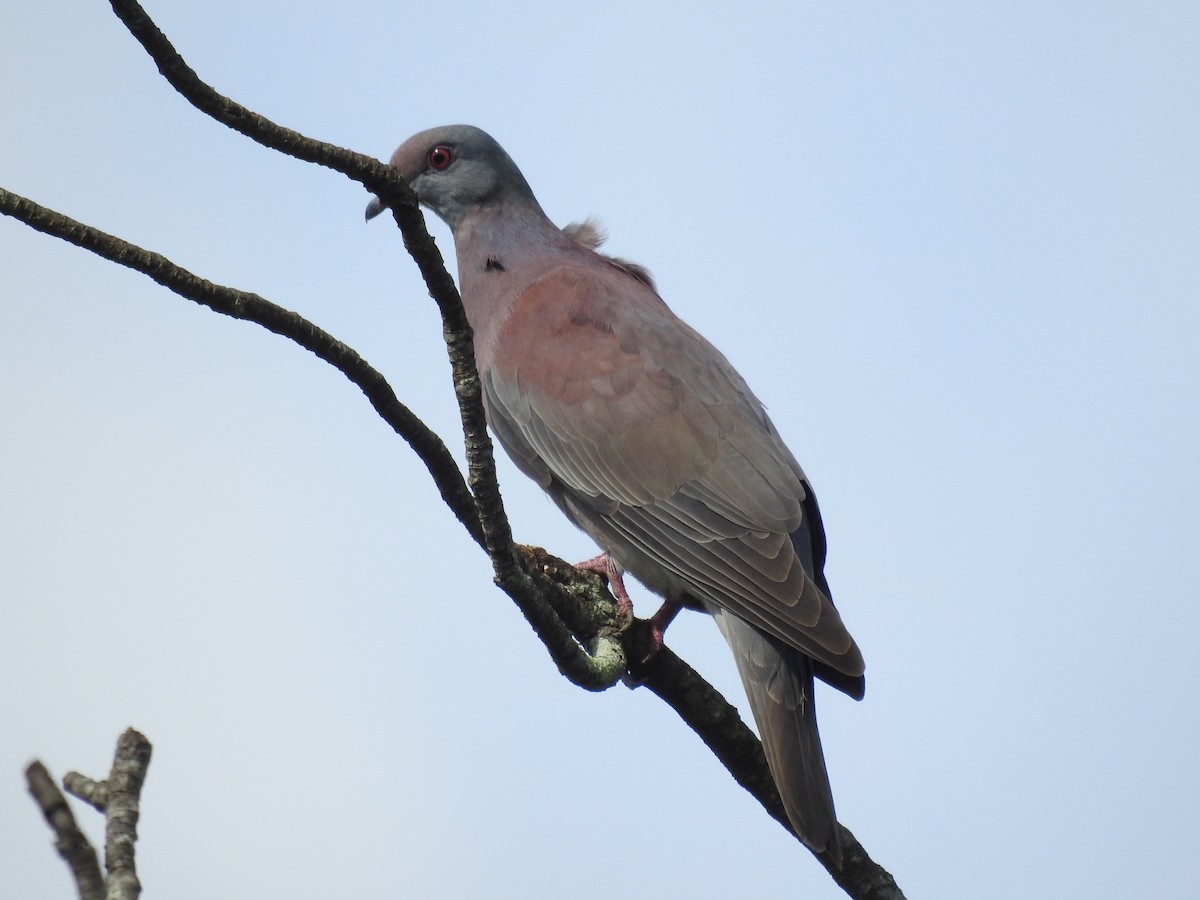 Pale-vented Pigeon - ML646566009