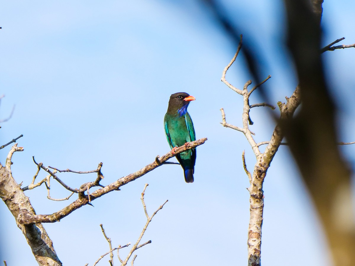 Дорнын эрдэнийн шувуу - ML646566010