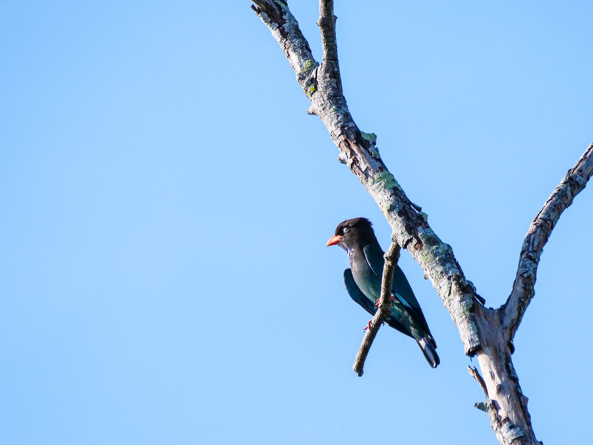 Дорнын эрдэнийн шувуу - ML646566011