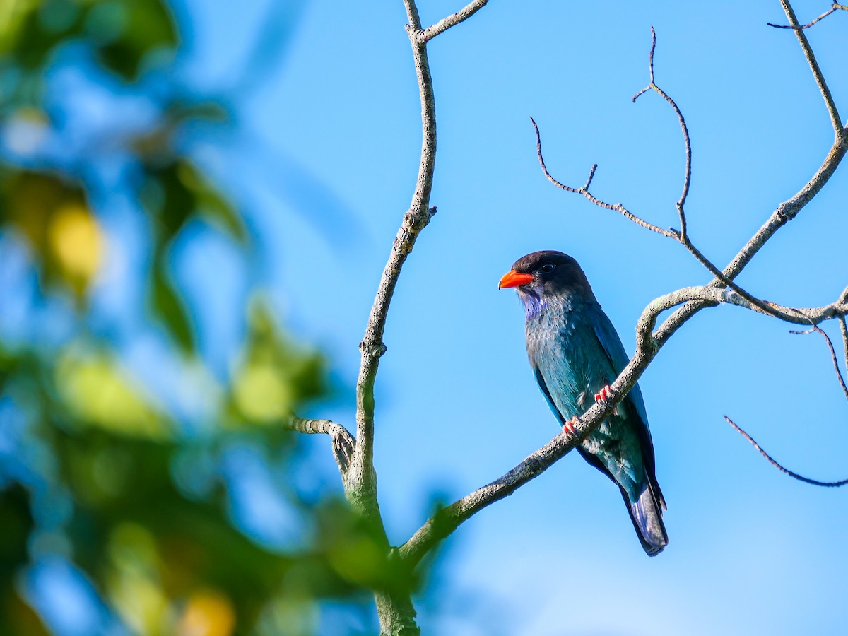 Дорнын эрдэнийн шувуу - ML646566012