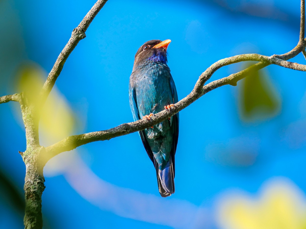 Дорнын эрдэнийн шувуу - ML646566013