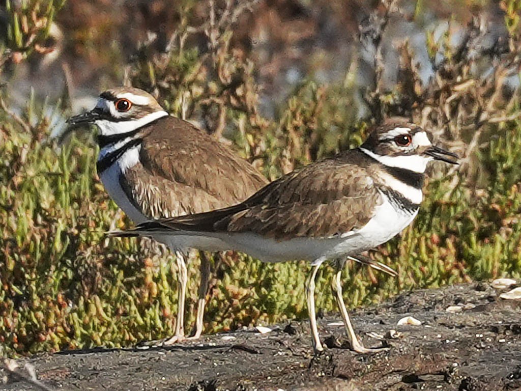 Chorlitejo Culirrojo - ML646566014