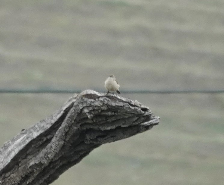 Rock Wren - ML646566015