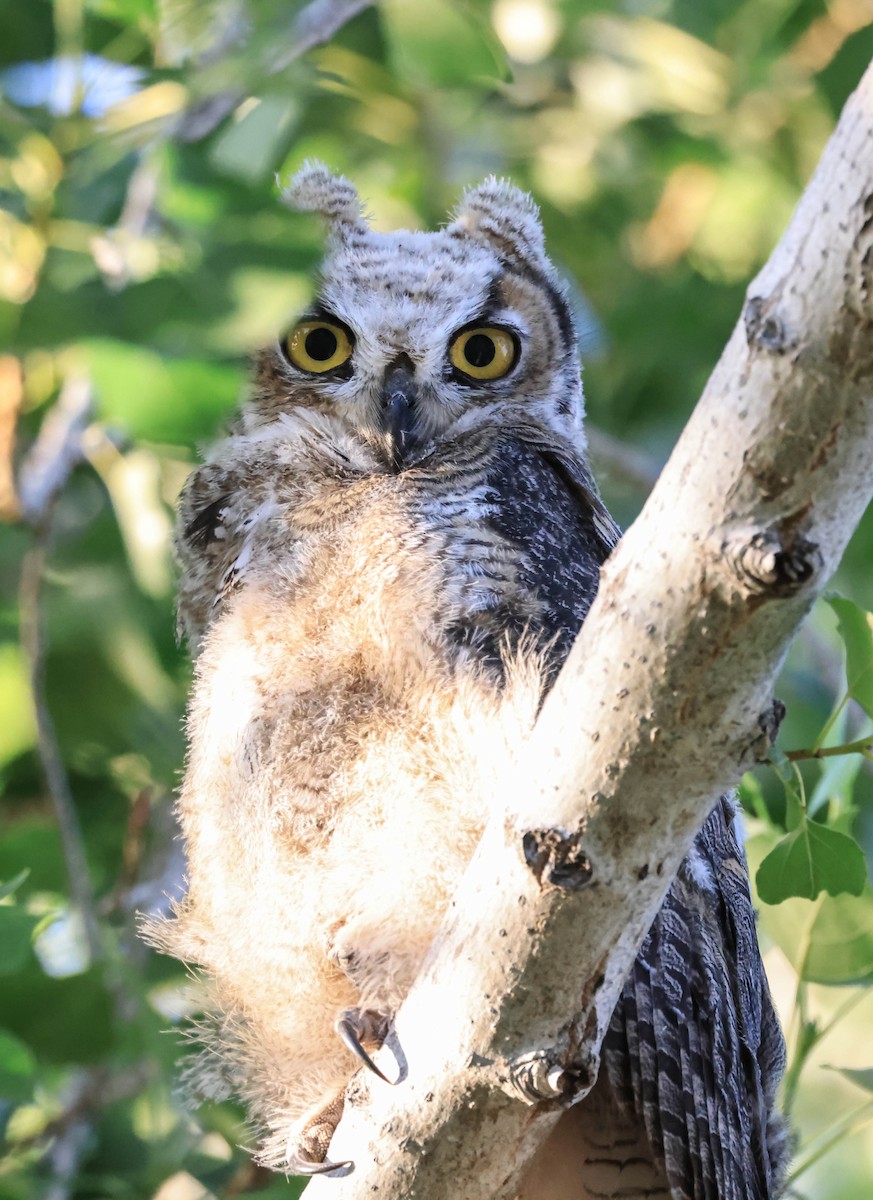 Great Horned Owl - ML646566016