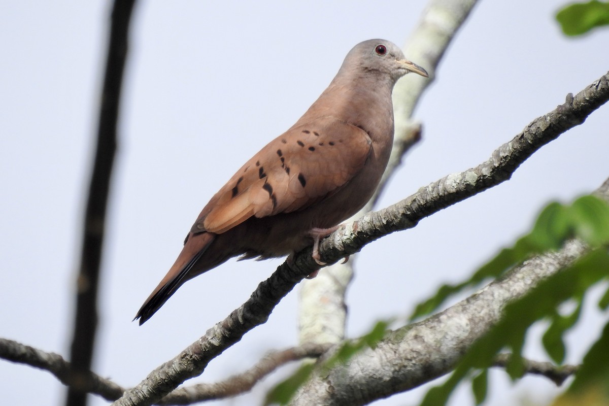 Ruddy Ground Dove - ML646566017