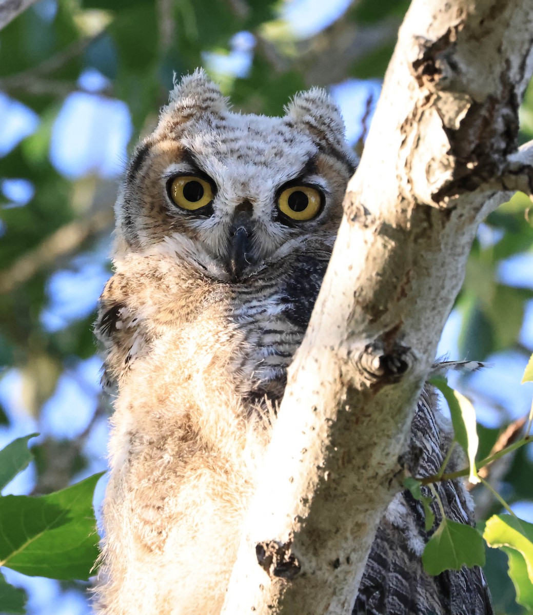 Great Horned Owl - ML646566018