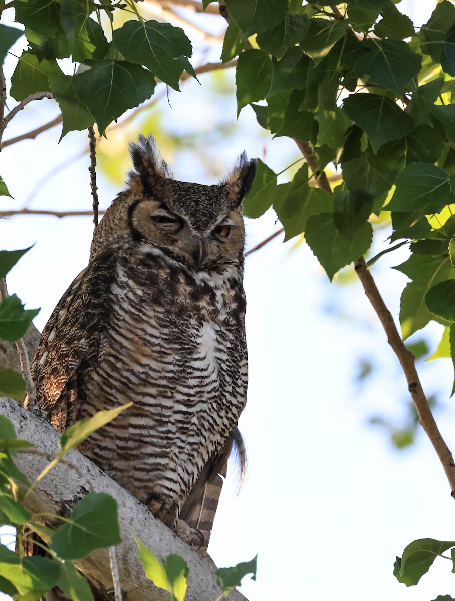 Great Horned Owl - ML646566019