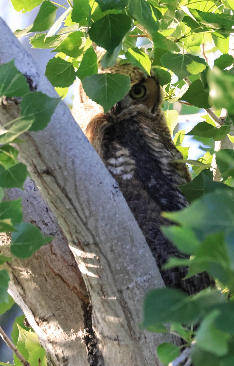 Great Horned Owl - ML646566022