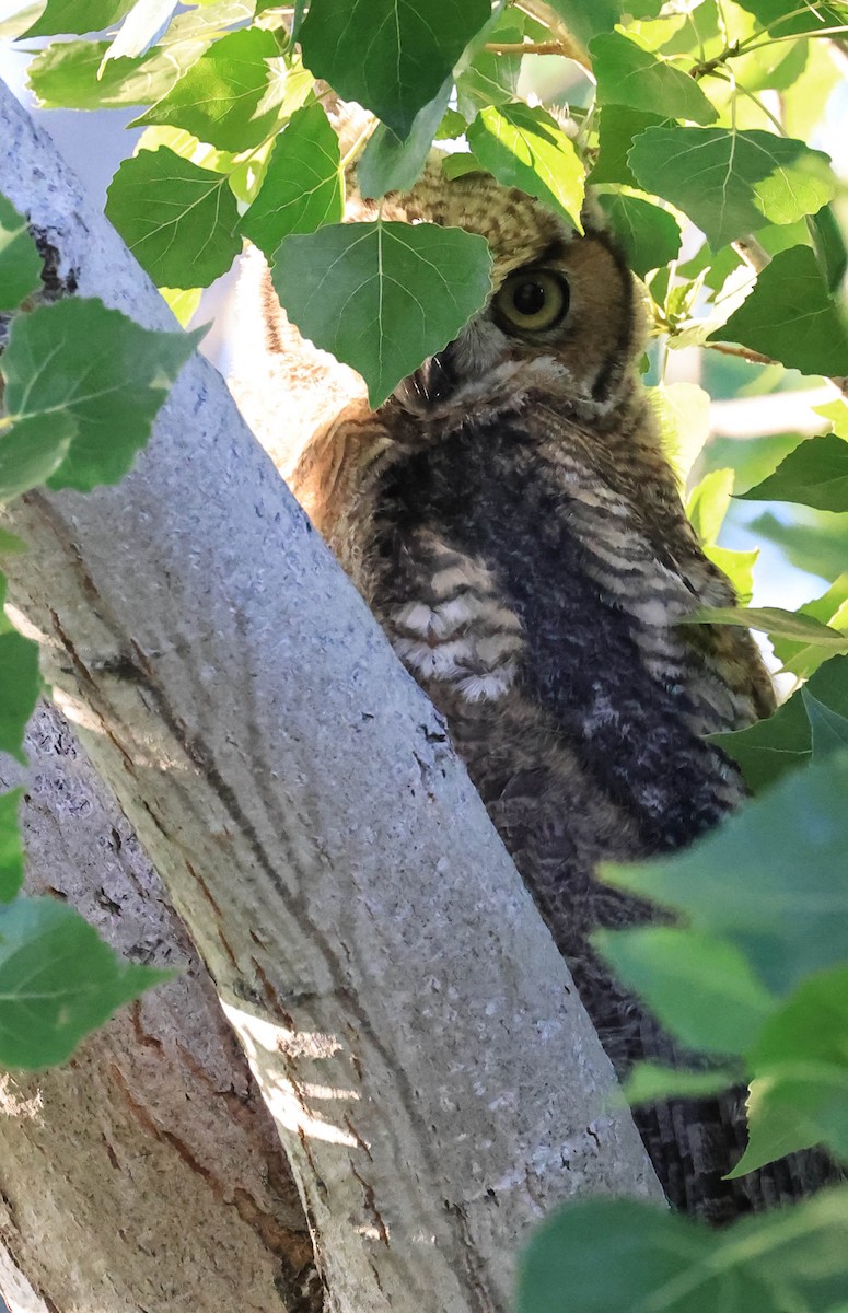 Great Horned Owl - ML646566024