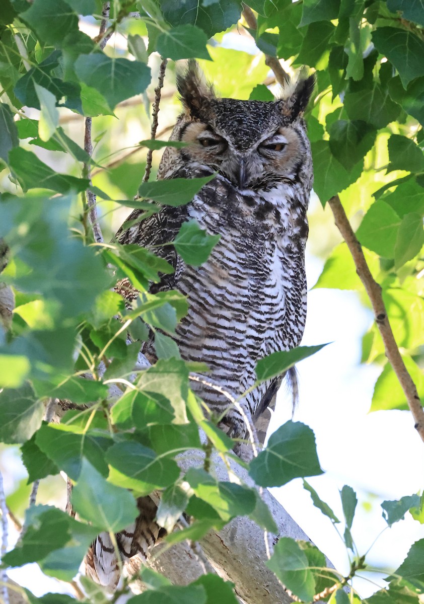 Great Horned Owl - ML646566025