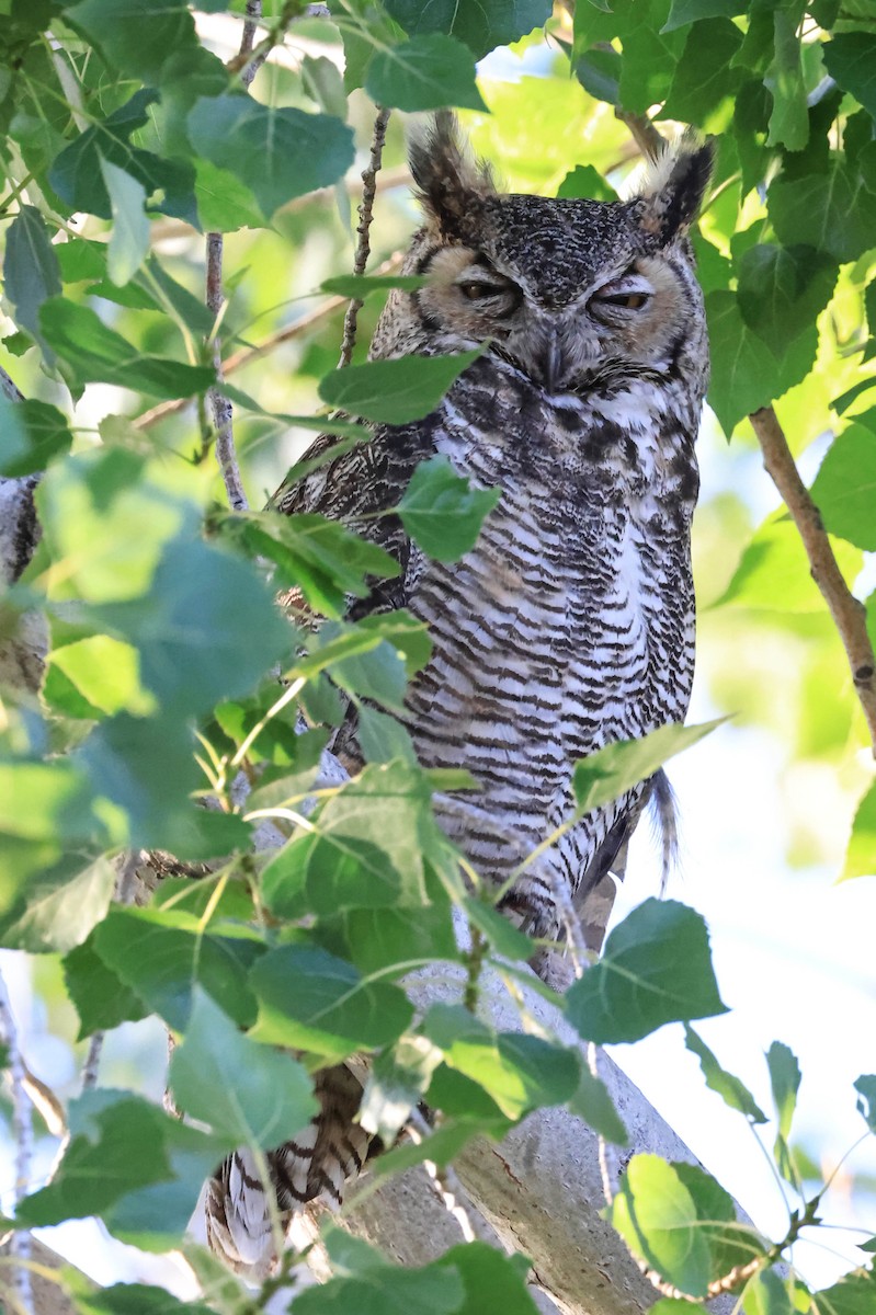 Great Horned Owl - ML646566026