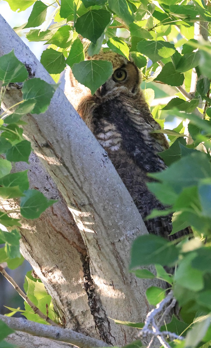 Great Horned Owl - ML646566027