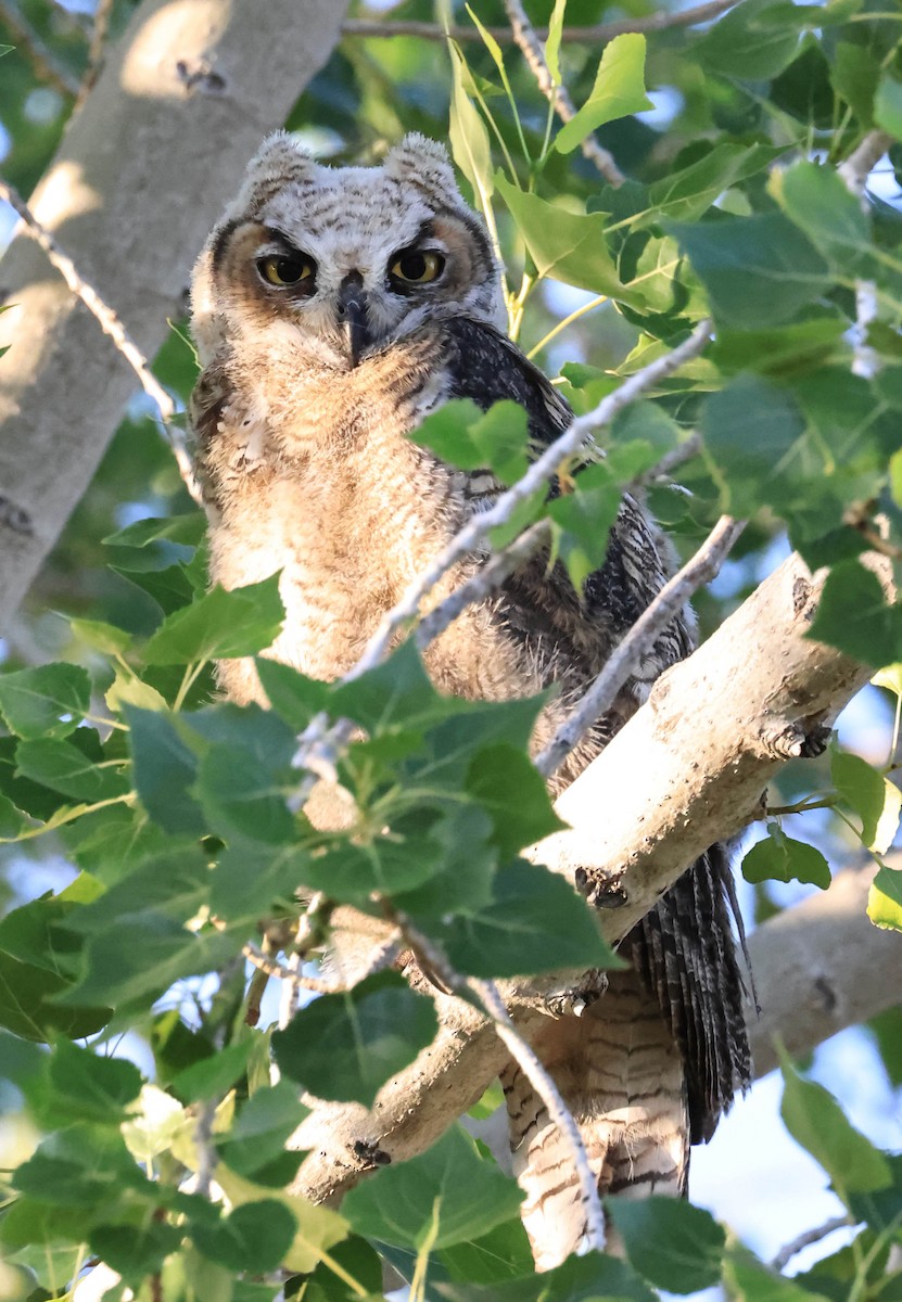 Great Horned Owl - ML646566028