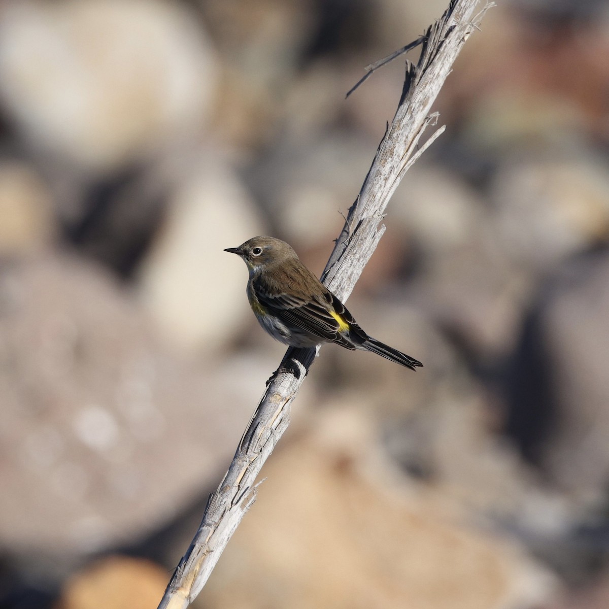 Yellow-rumped Warbler - ML646566029