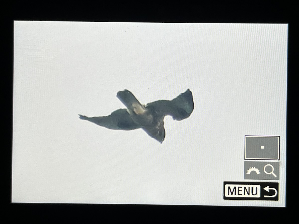 Eastern Buzzard - ML646566030