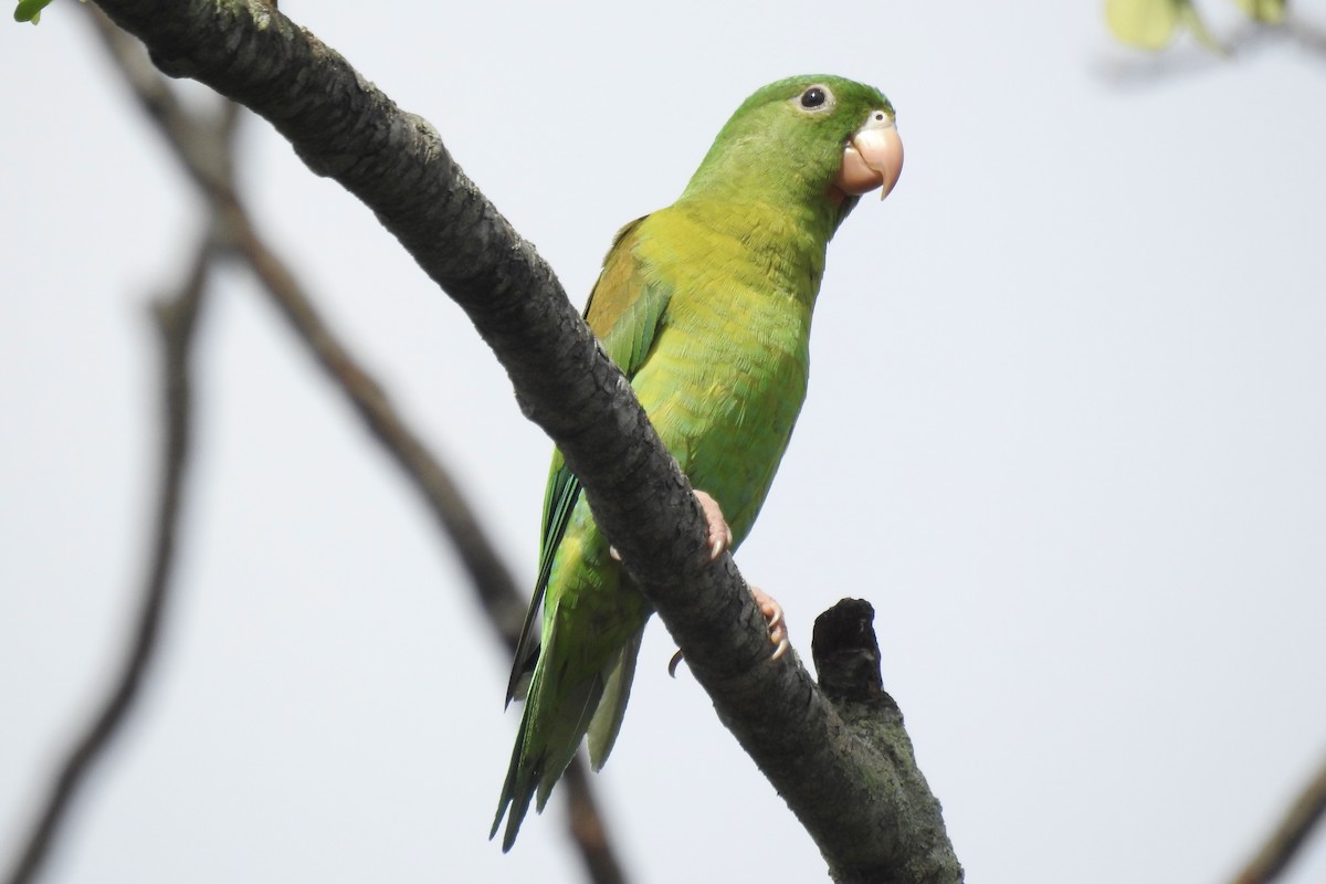 Orange-chinned Parakeet - ML646566034