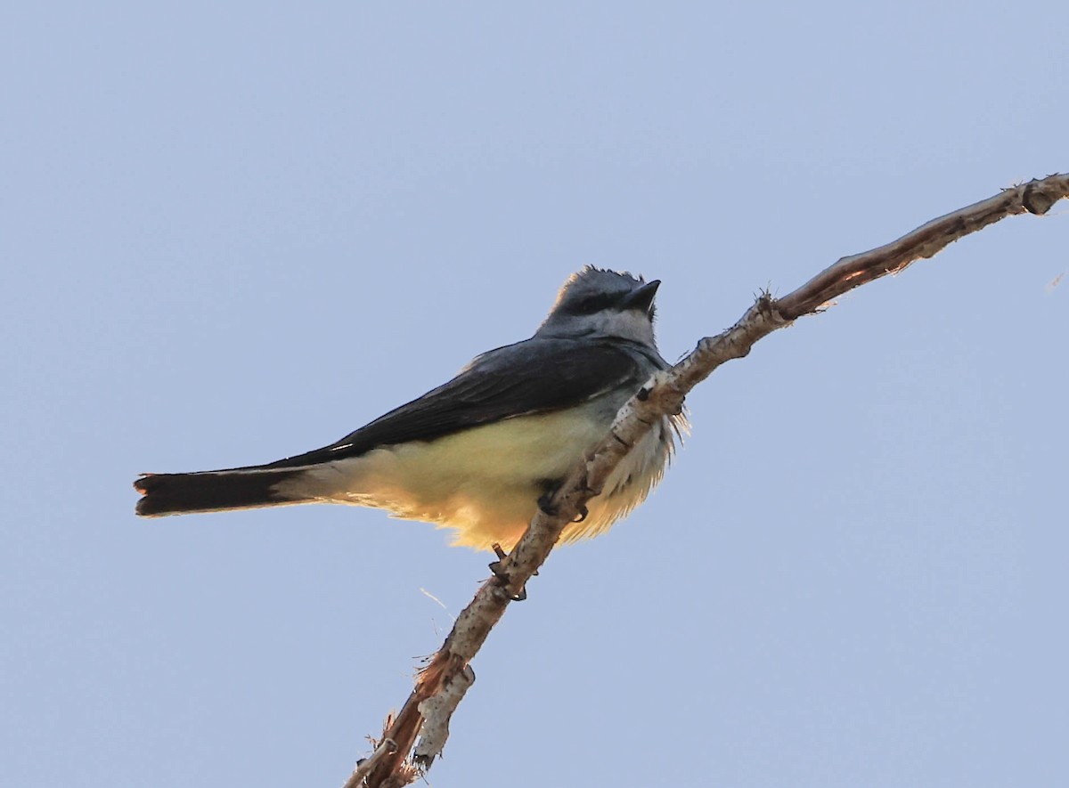 Western Kingbird - ML646566036