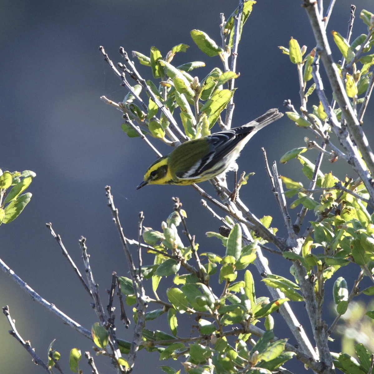 Townsend's Warbler - ML646566037