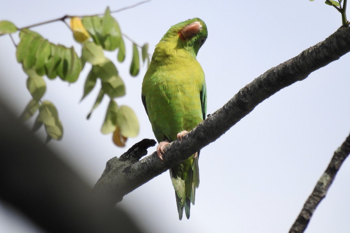 Orange-chinned Parakeet - ML646566038