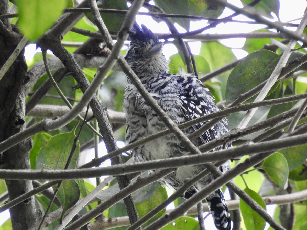 Barred Antshrike - ML646566039