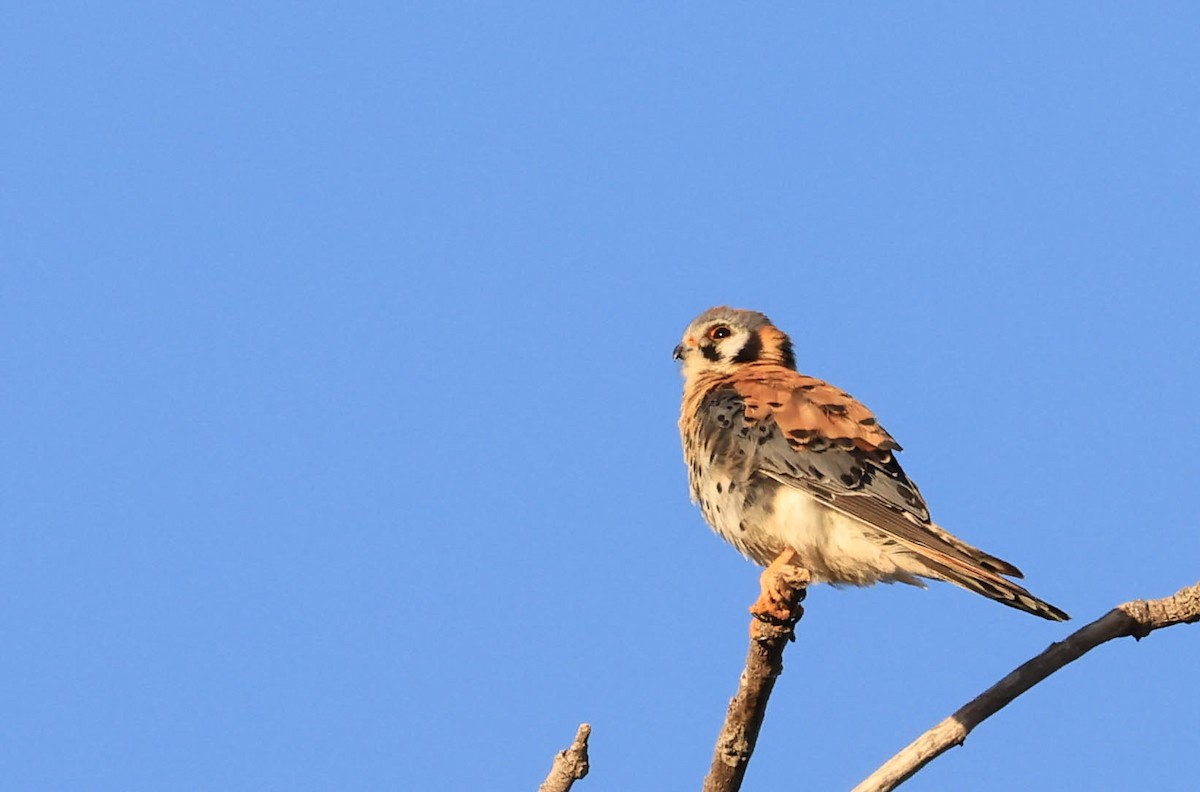 American Kestrel - ML646566040
