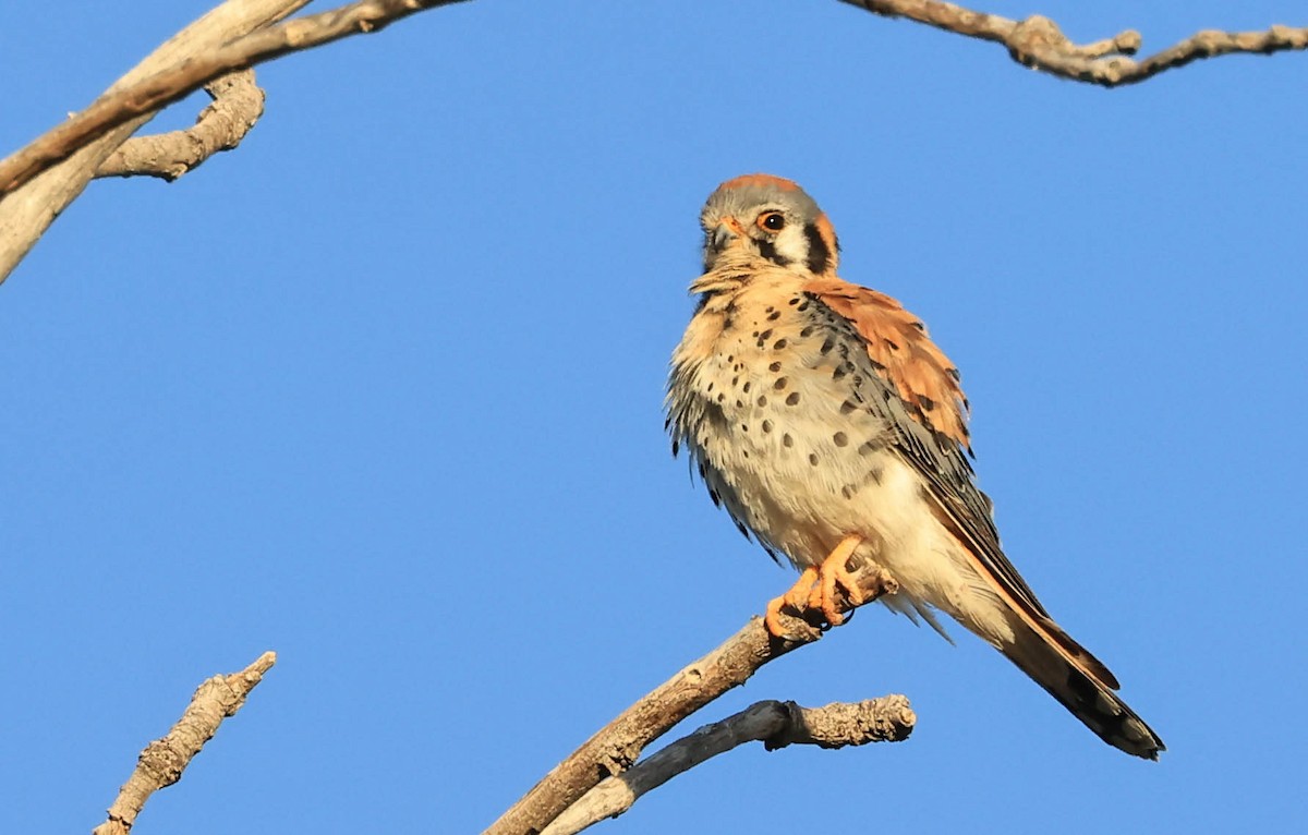 American Kestrel - ML646566043