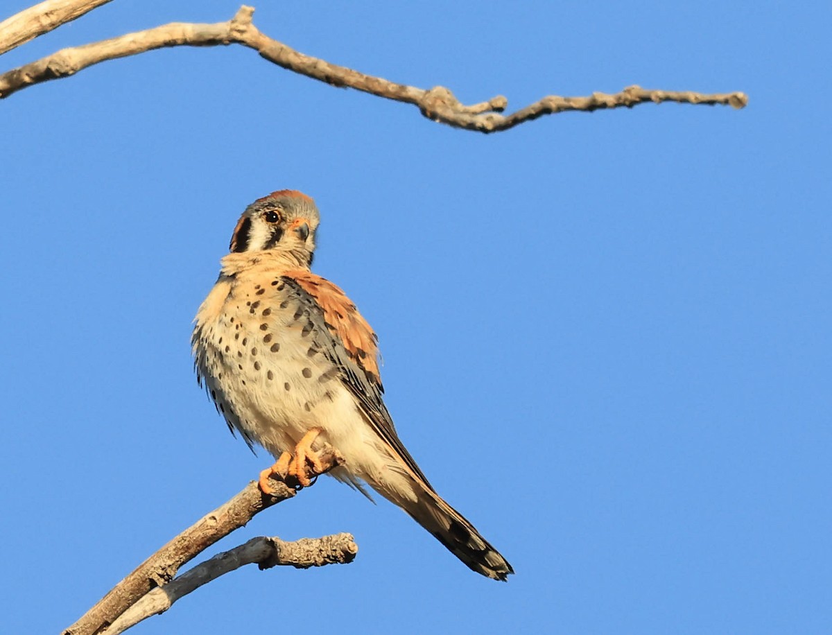 American Kestrel - ML646566044