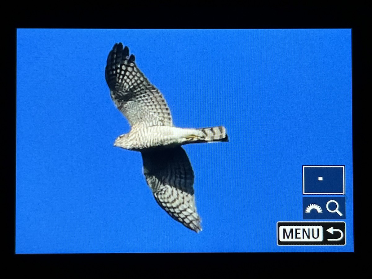 Gabirai arrunta - ML646566048