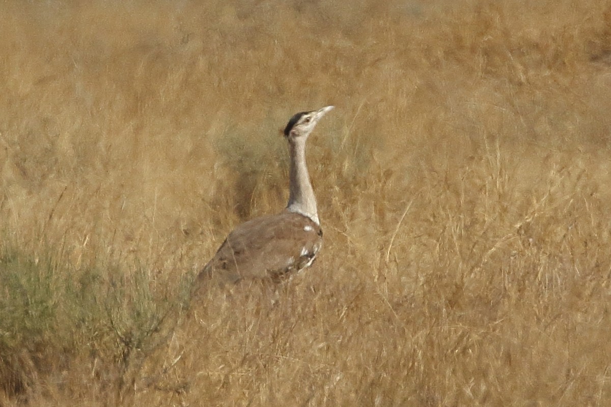 Great Indian Bustard - ML646566049