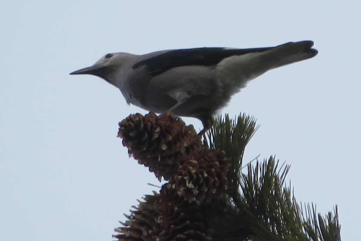 Cassenoix d'Amérique - ML646566051