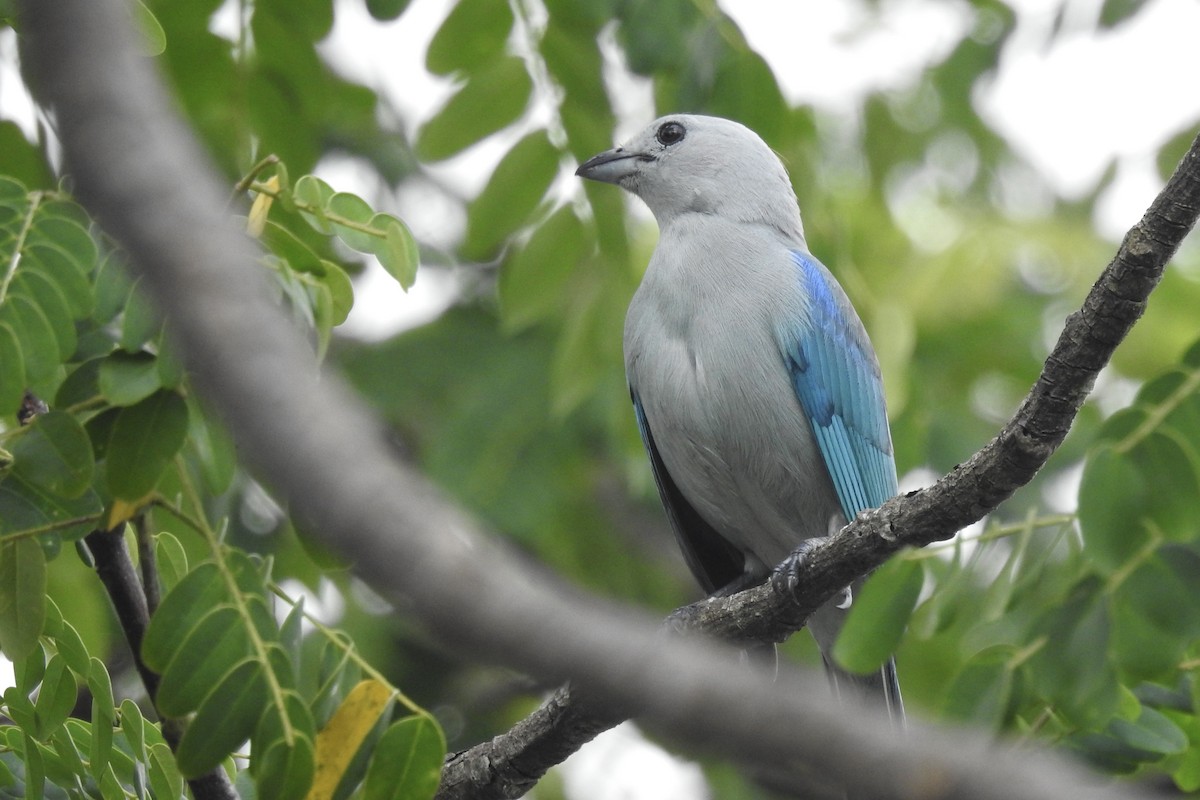 Blue-gray Tanager - ML646566053