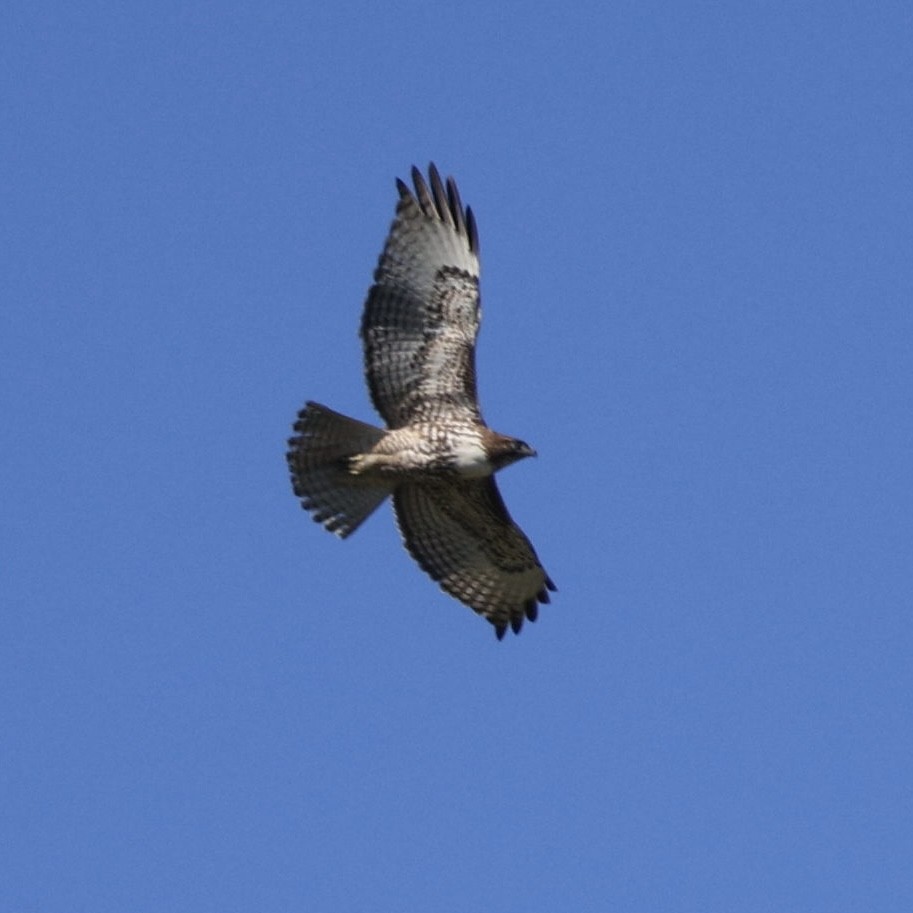 Red-tailed Hawk - ML646566055