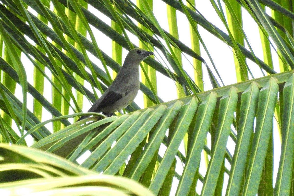 Palm Tanager - ML646566056