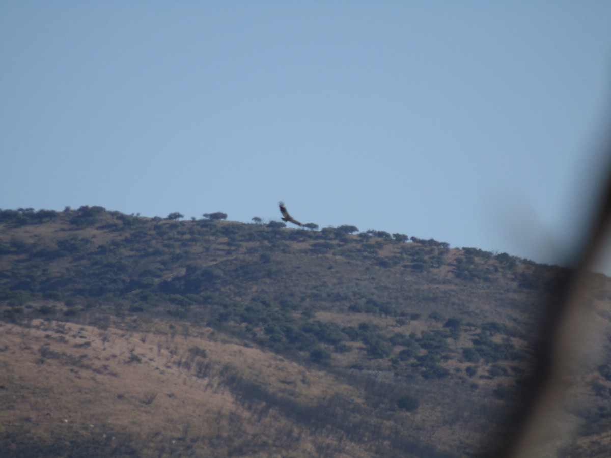 orel skalní - ML646566060