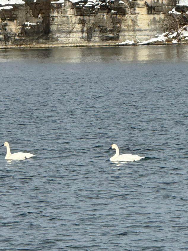 Tundra Swan - ML646566061