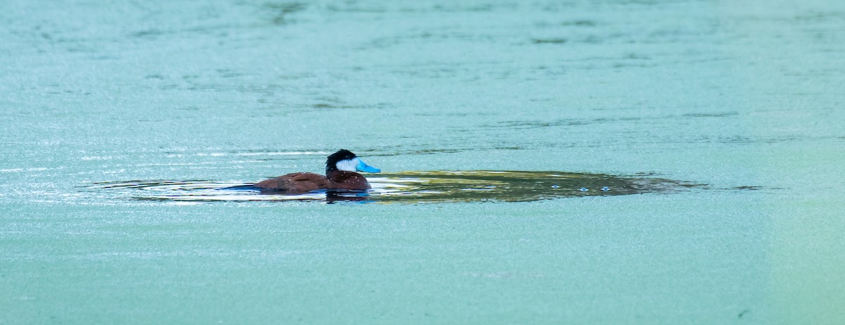 Schwarzkopf-Ruderente - ML646566064