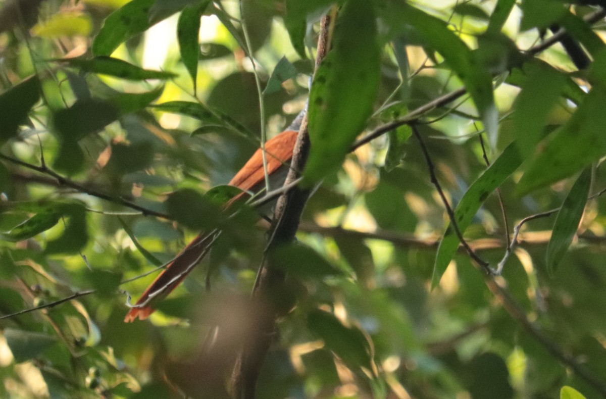 カワリサンコウチョウ - ML646566065