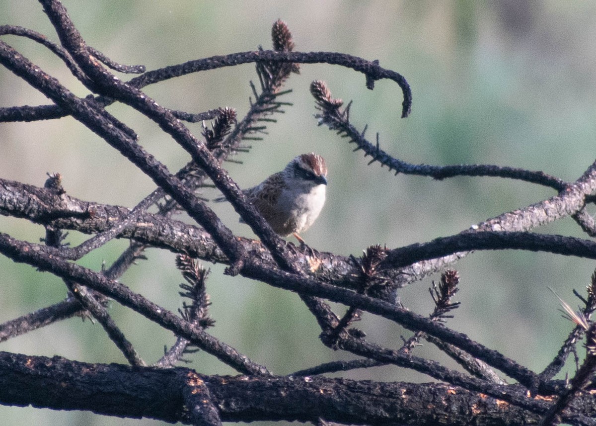 Striped Sparrow - ML646566066
