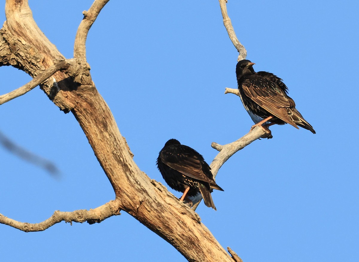 European Starling - ML646566067