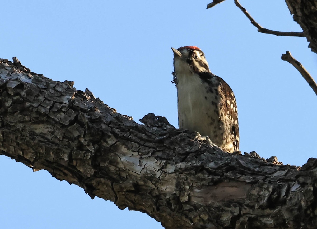 Nuttall's Woodpecker - ML646566072