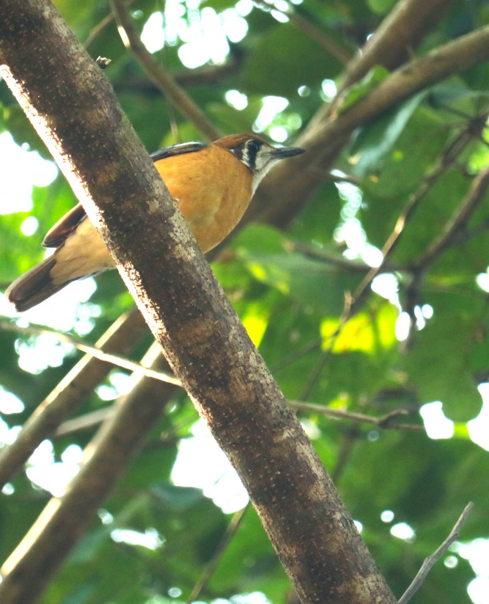 オレンジジツグミ - ML646566073