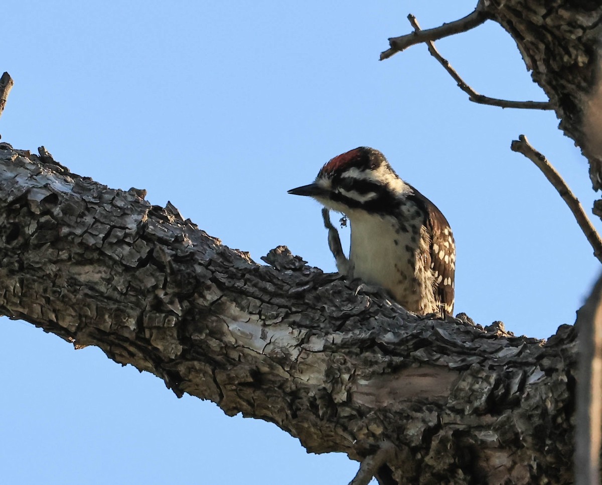 Nuttall's Woodpecker - ML646566074